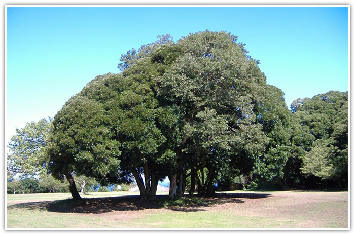 tree